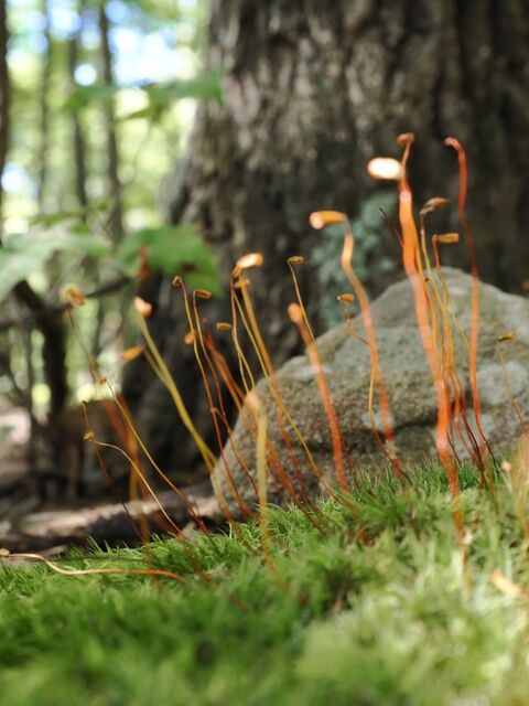 Sample (Moss)