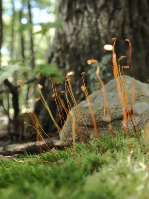 Sample (Moss)