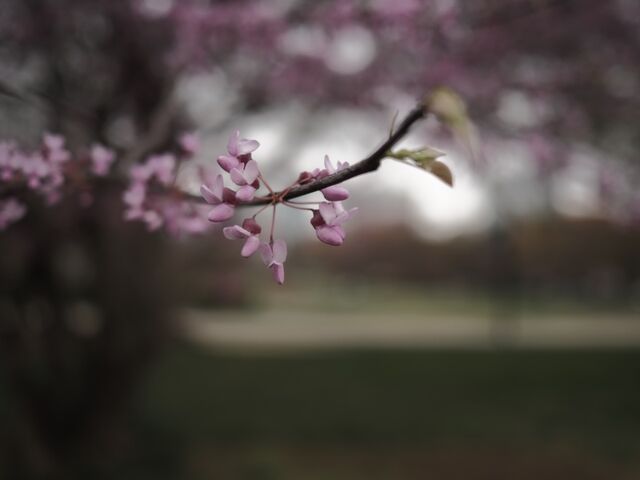 Sample (Redbud)