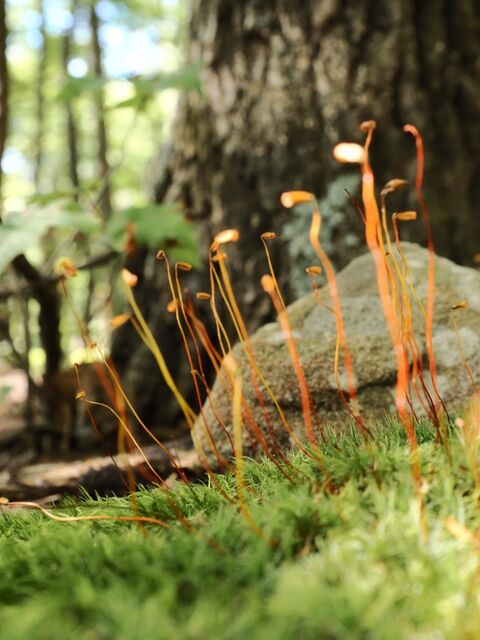 Sample (Moss)