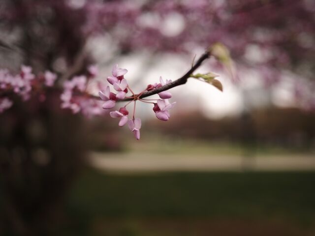 Sample (Redbud)