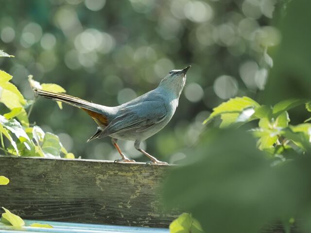 Sample (Catbird)