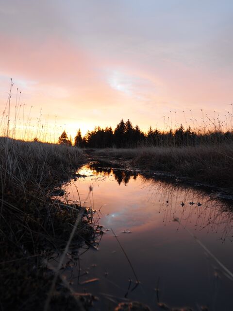 Sample (Dolly Sods Sunrise)