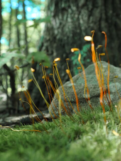 Sample (Moss)