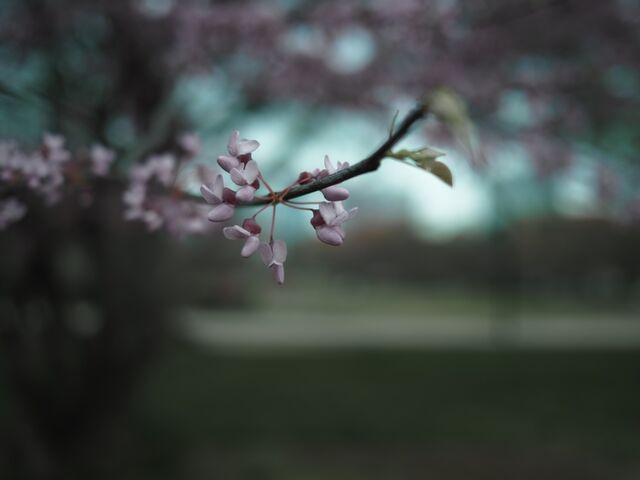 Sample (Redbud)