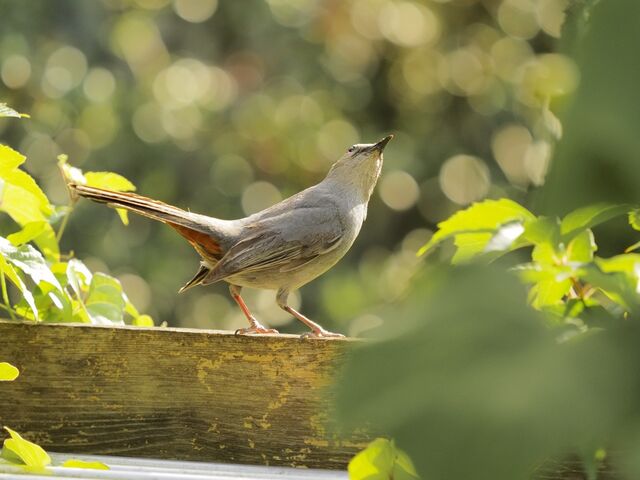 Sample (Catbird)