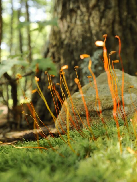 Sample (Moss)