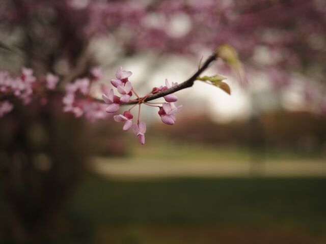 Sample (Redbud)