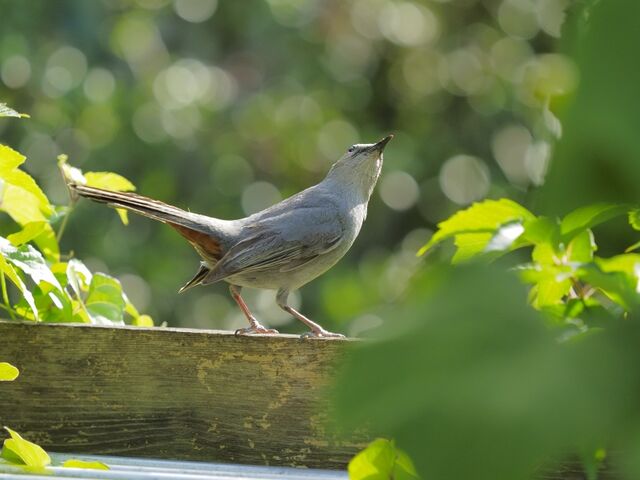 Sample (Catbird)