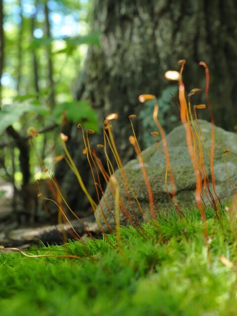 Sample (Fern)