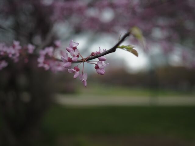 Sample (Redbud)