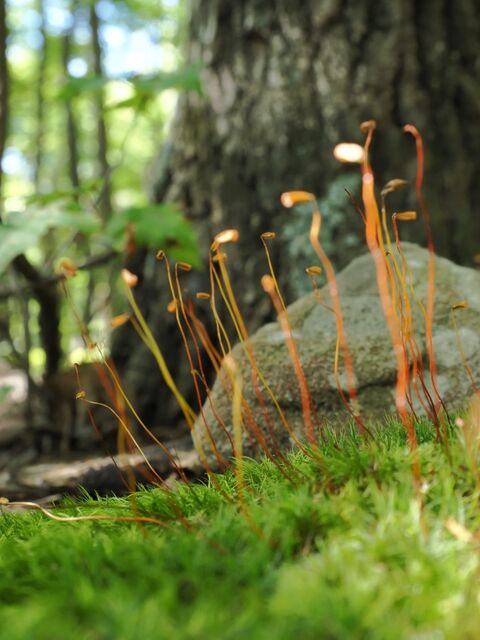 Sample (Moss)