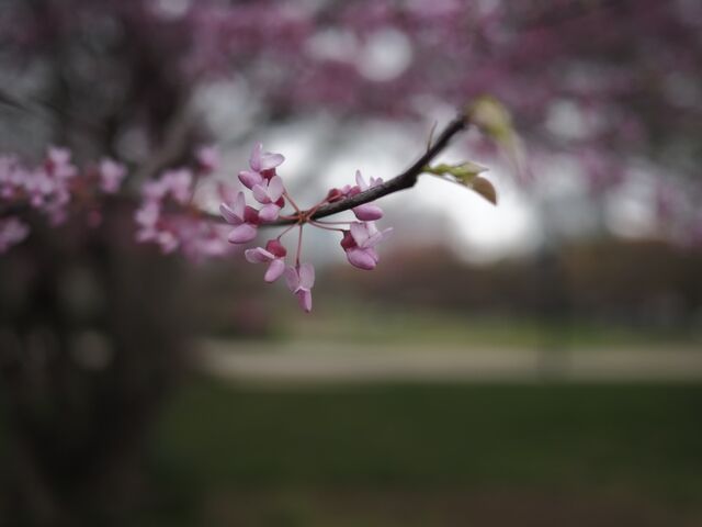 Sample (Redbud)