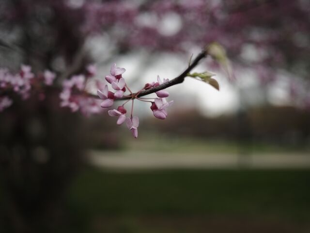 Sample (Redbud)