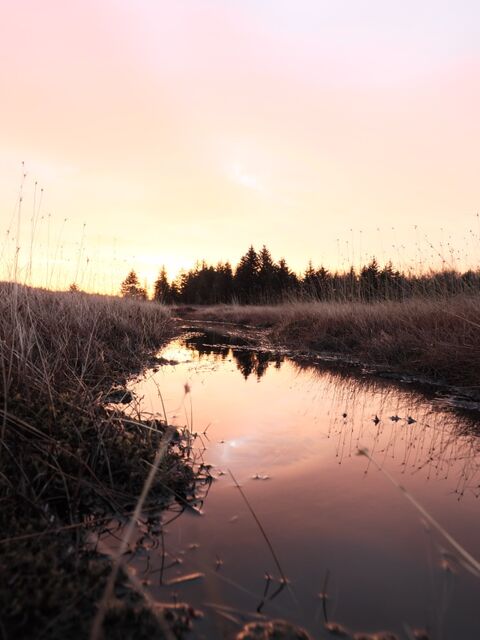Sample (Dolly Sods Sunrise)