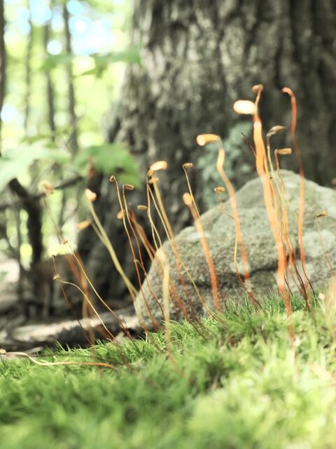 Sample (Moss)