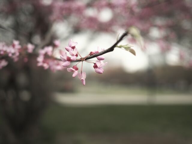 Sample (Redbud)