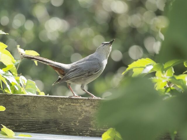 Sample (Catbird)