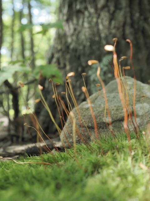 Sample (Moss)