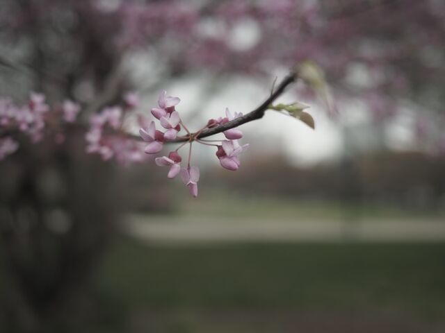 Sample (Redbud)