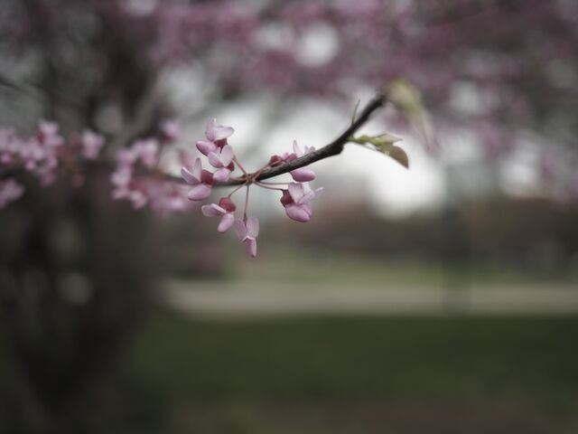 Sample (Redbud)