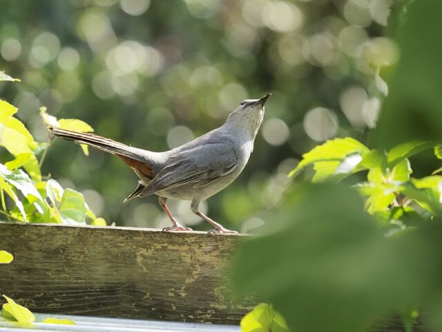 Sample (Catbird)