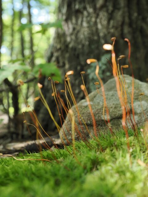 Sample (Moss)
