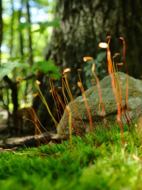 Sample (Moss)