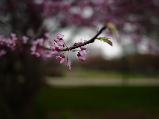 Sample (Redbud)
