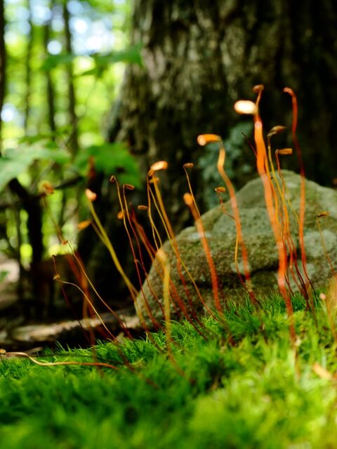 Sample (Moss)