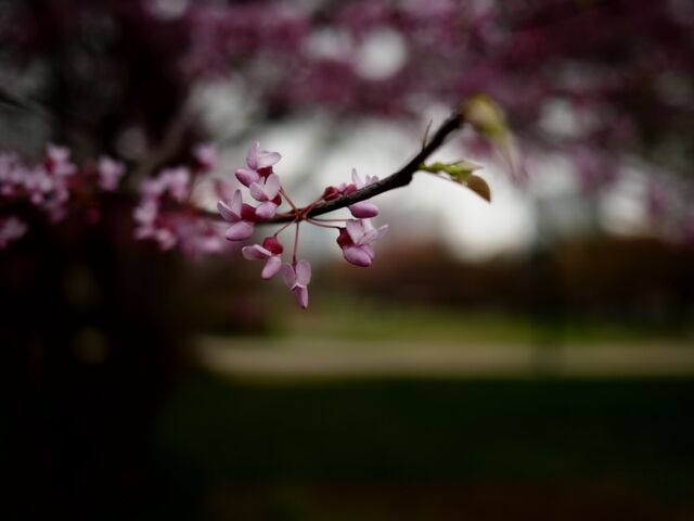 Sample (Redbud)