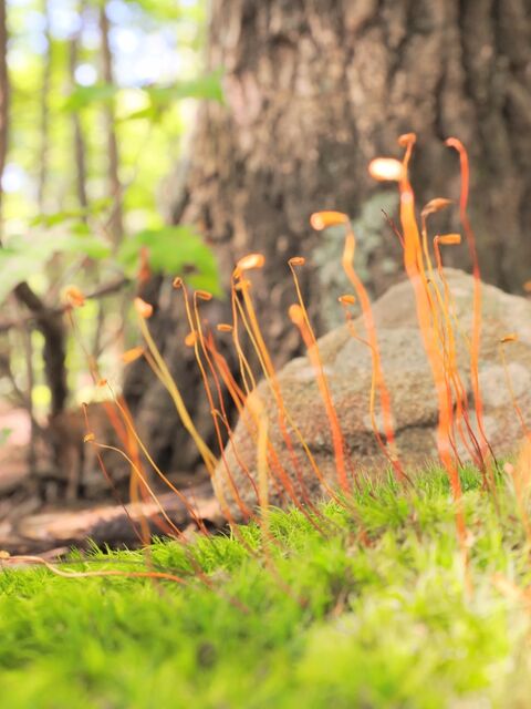 Sample (Moss)