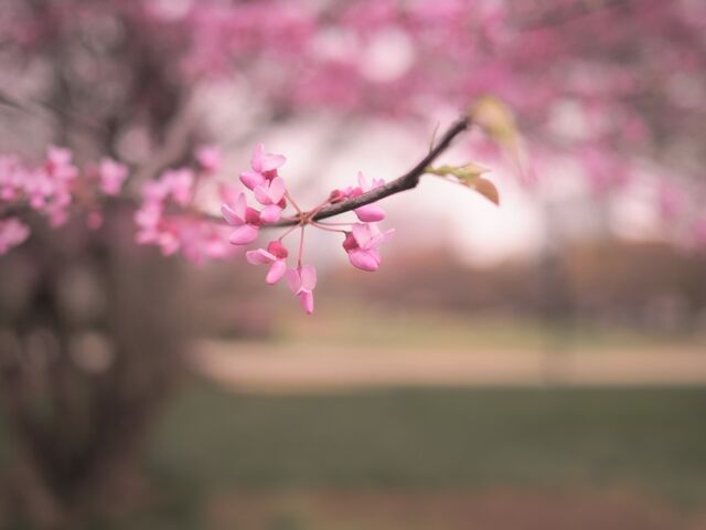 Sample (Redbud)