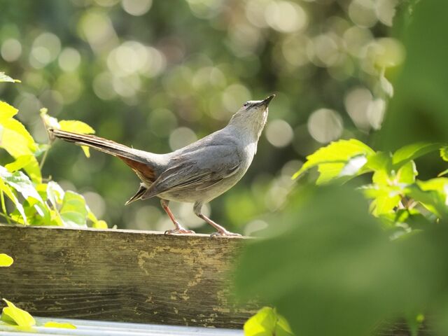 Sample (Catbird)