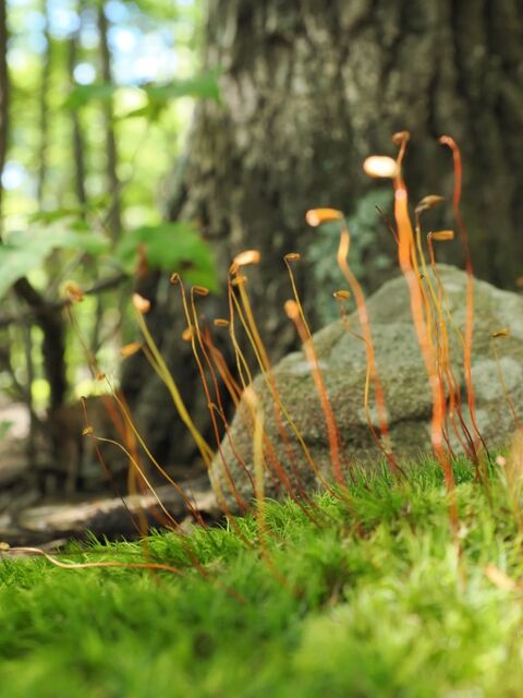 Sample (Moss)