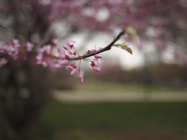 Sample (Redbud)