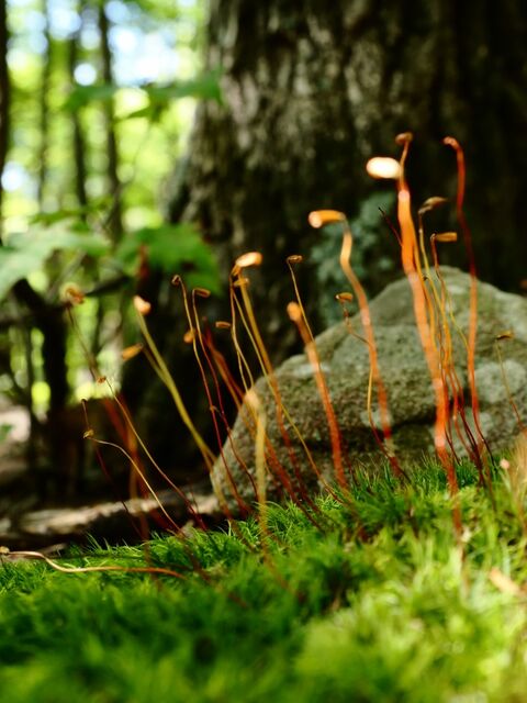 Sample (Moss)