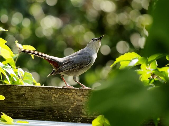 Sample (Catbird)