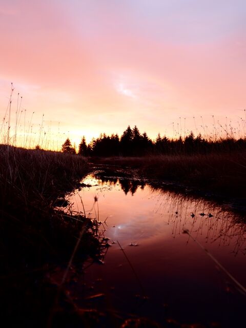 Sample (Dolly Sods Sunrise)