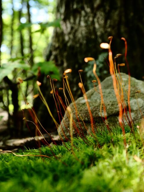 Sample (Moss)