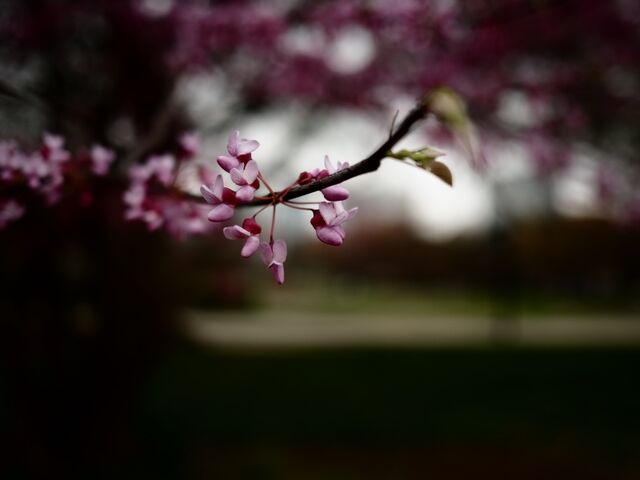 Sample (Redbud)