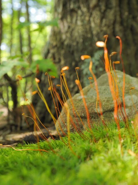 Sample (Moss)