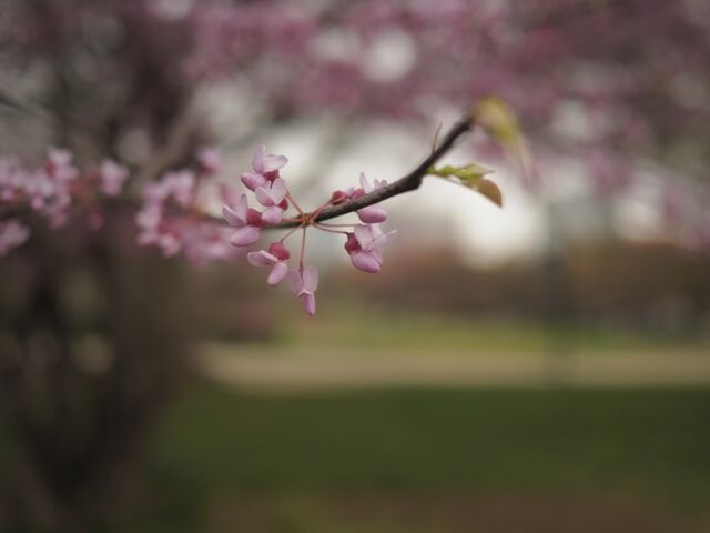 Sample (Redbud)
