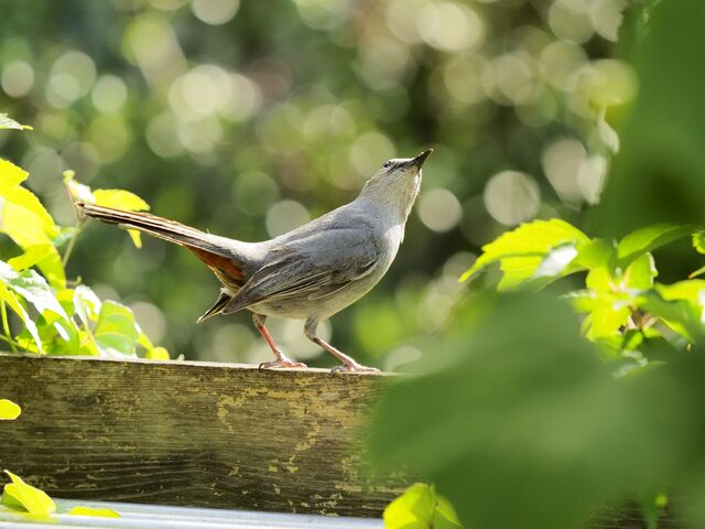 Sample (Catbird)