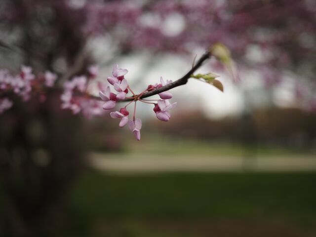 Sample (Redbud)