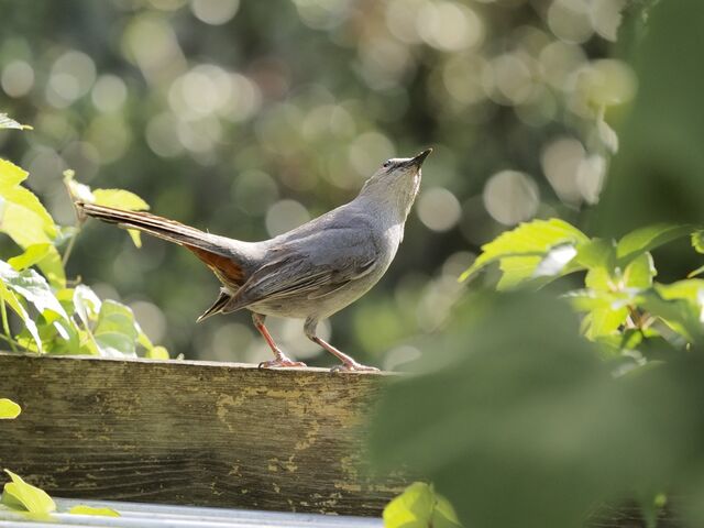 Sample (Catbird)