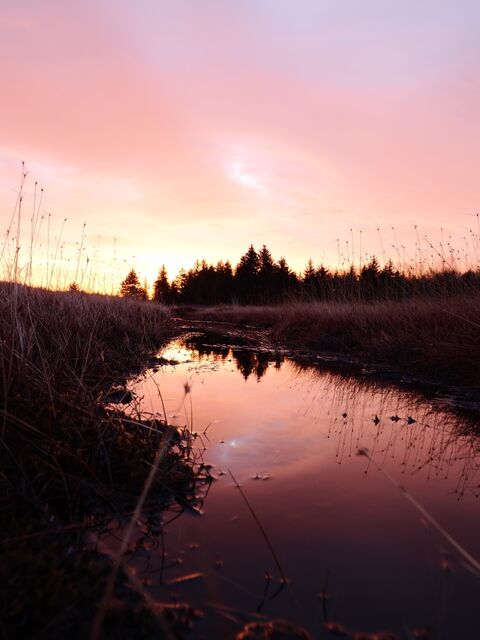 Sample (Dolly Sods Sunrise)