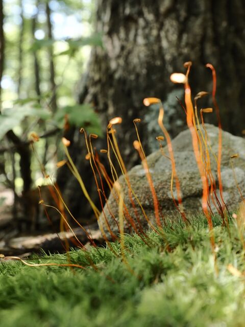 Sample (Moss)