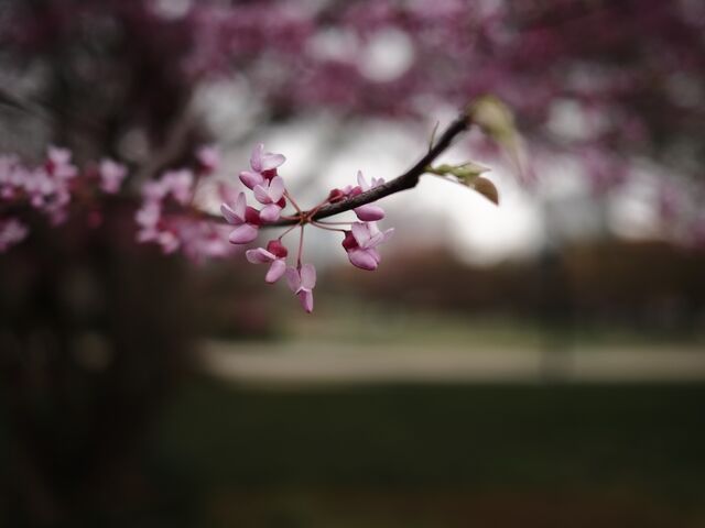 Sample (Redbud)