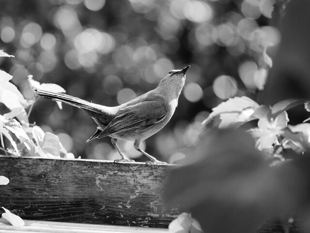 Sample (Catbird)